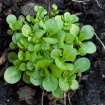 Маш-салат, или валерианелла (Valerianella) Маш-салат, или валерианелла (Valerianella)