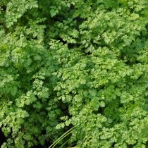 Кервель (Anthriscus cerefolium) Кервель (Anthriscus cerefolium)