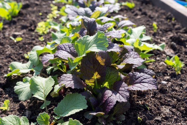 Листовая, или салатная горчица (Brassica juncea) Листовая, или салатная горчица (Brassica juncea)