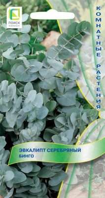 Эвкалипт серебряный «Бинго» Эвкалипт серебряный «Бинго»