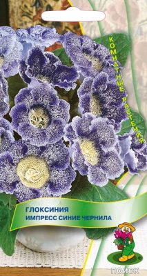 Глоксиния «Импресс Синие чернила» Глоксиния «Импресс Синие чернила»