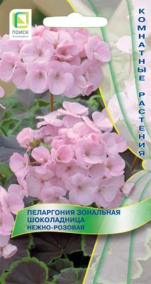 Пеларгония зональная «Шоколадница Нежно-розовая» Пеларгония зональная «Шоколадница Нежно-розовая»