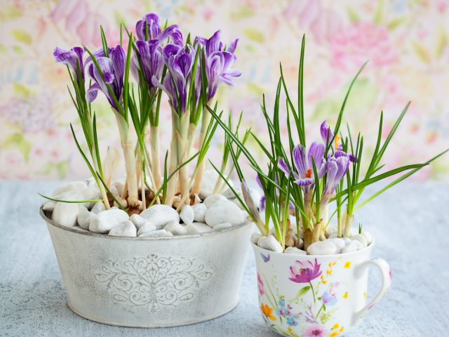 Крокус (Crocus) Крокус (Crocus)