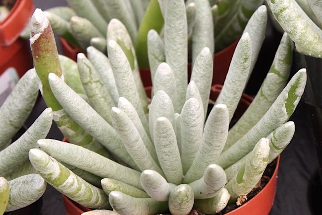 Крестовник стрелконосный (Senecio scaposus) Крестовник стрелконосный (Senecio scaposus)