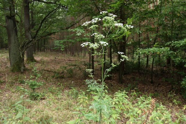 Болиголов пятнистый (Conium maculatum) Болиголов пятнистый (Conium maculatum)