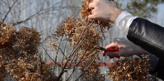 Обрезка гортензии метельчатой: зачем нужна и как проводить правильно?
