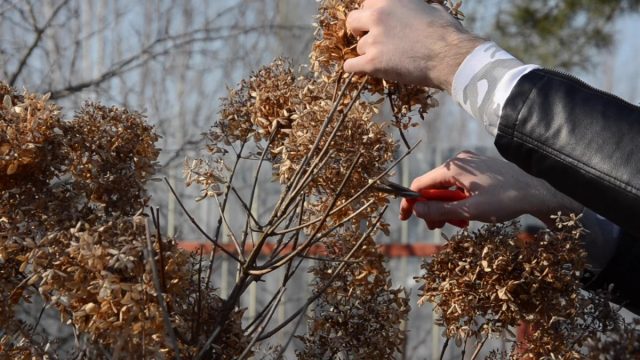 Обрезка гортензии метельчатой: зачем нужна и как проводить правильно? Обрезка гортензии метельчатой: зачем нужна и как проводить правильно?