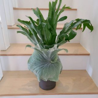 Платицериум большой (Platycerium grande) Платицериум большой (Platycerium grande)