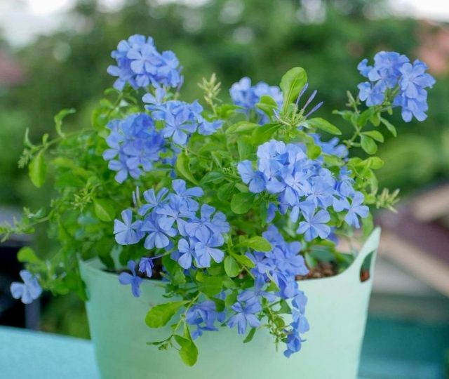 Свинчатке ушковидной, или Плюмбаго (Plumbago auriculata) нужно дать простор для активного роста Свинчатке ушковидной, или Плюмбаго (Plumbago auriculata) нужно дать простор для активного роста