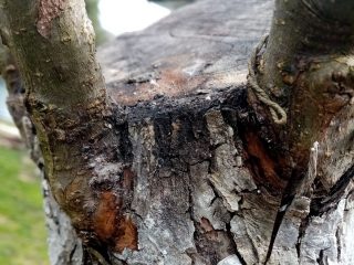 На пне старой яблони прививка «за кору» На пне старой яблони прививка «за кору»