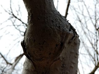 Наплыв при прививке абрикоса «за кору» Наплыв при прививке абрикоса «за кору»