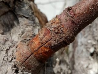 Прижившаяся прививка яблони черенком «в расщеп» Прижившаяся прививка яблони черенком «в расщеп»