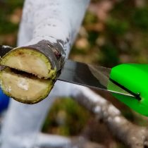 Расщепление ветки Расщепление ветки