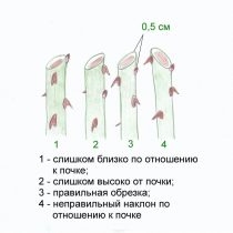 Как обрезать розы Как обрезать розы