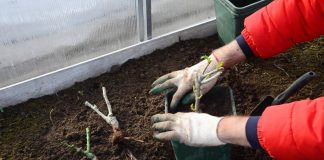 rozyi-v-korobke-kak-sohranit-sazhentsyi-do-vesenney-posadki-2