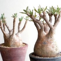Пахиподиум (Pachypodium) Пахиподиум (Pachypodium)