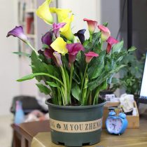 Зантедеския эфиопская (Zantedeschia aethiopica) Зантедеския эфиопская (Zantedeschia aethiopica)