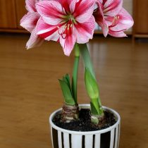 Гиппеаструм (Hippeastrum) Гиппеаструм (Hippeastrum)