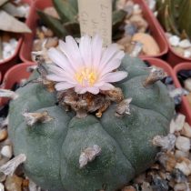 Лофофора Уильямса (Lophophora williamsii) Лофофора Уильямса (Lophophora williamsii)