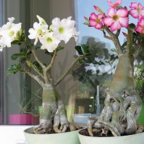 Адениум тучный (Adenium obesum) Адениум тучный (Adenium obesum)