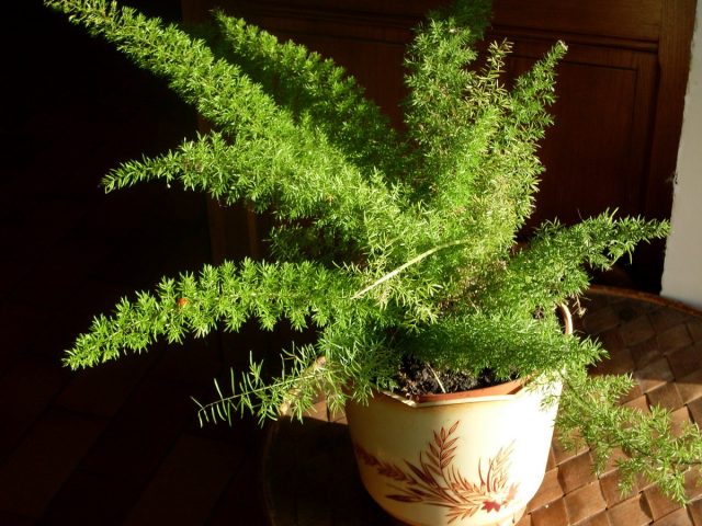 Аспарагус густоцветковый (Asparagus densiflorus) Аспарагус густоцветковый (Asparagus densiflorus)