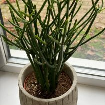 Молочай тирукалли (Euphorbia tirucalli) Молочай тирукалли (Euphorbia tirucalli)