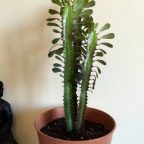 Молочай треугольный (Euphorbia trigona) Молочай треугольный (Euphorbia trigona)