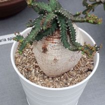 Молочай звездчатый (Euphorbia stellata)