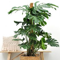 Монстера привлекательная (Monstera deliciosa) Монстера привлекательная (Monstera deliciosa)