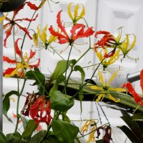Глориоза роскошная (Gloriosa superba) Глориоза роскошная (Gloriosa superba)