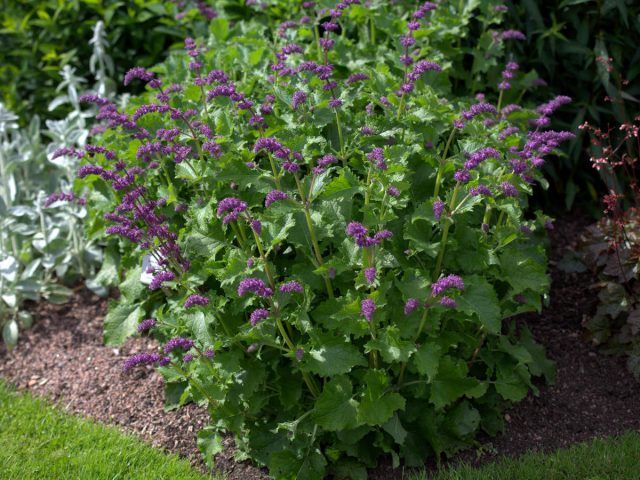 Шалфей мутовчатый (Salvia verticillata), садовая форма «Парпл Рейн» ('Purple Rain')