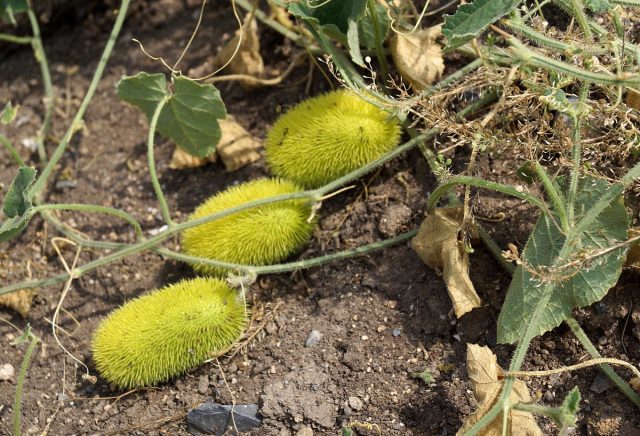 Огурец ворсянковый (Cucumis dipsaceus) Огурец ворсянковый (Cucumis dipsaceus)