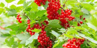 Уход за смородиной весной