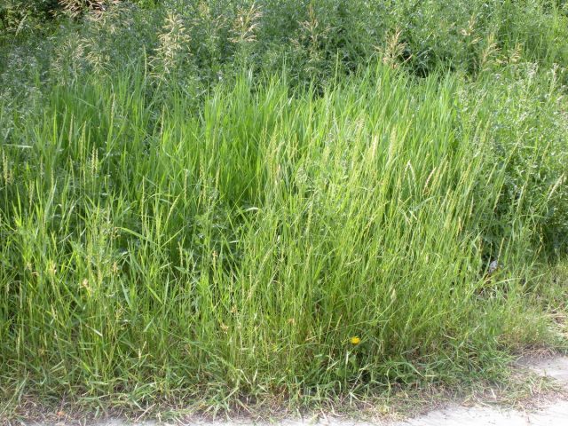 Пырей ползучий (Elymus repens) Пырей ползучий (Elymus repens)