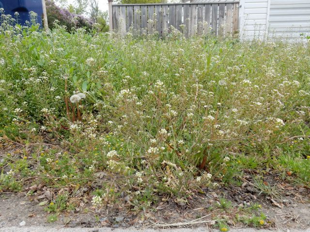Пастушья сумка обыкновенная (Capsella bursa-pastoris) Пастушья сумка обыкновенная (Capsella bursa-pastoris)
