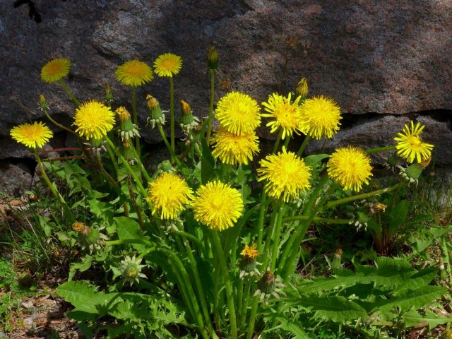Одуванчик лекарственный (Taraxacum officinale) Одуванчик лекарственный (Taraxacum officinale)