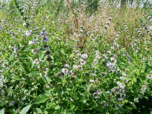 Мята полевая (Mentha arvensis) Мята полевая (Mentha arvensis)