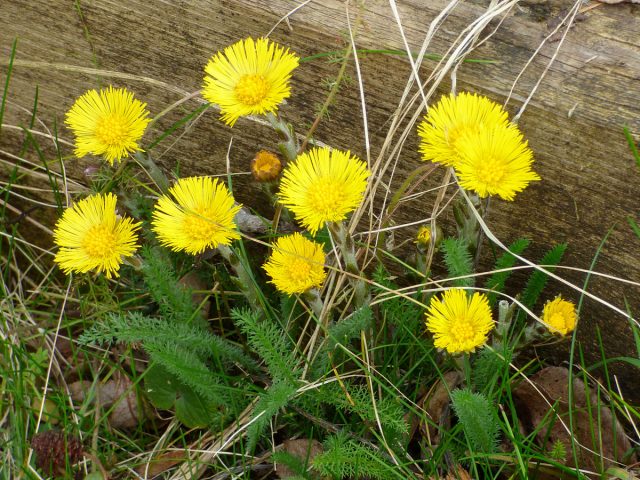 Мать-и-мачеха (Tussilago) Мать-и-мачеха (Tussilago)