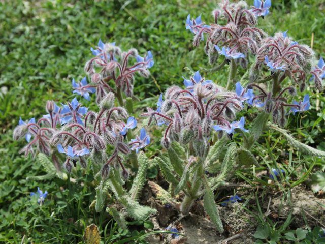 Бурачник (Borago) Бурачник (Borago)