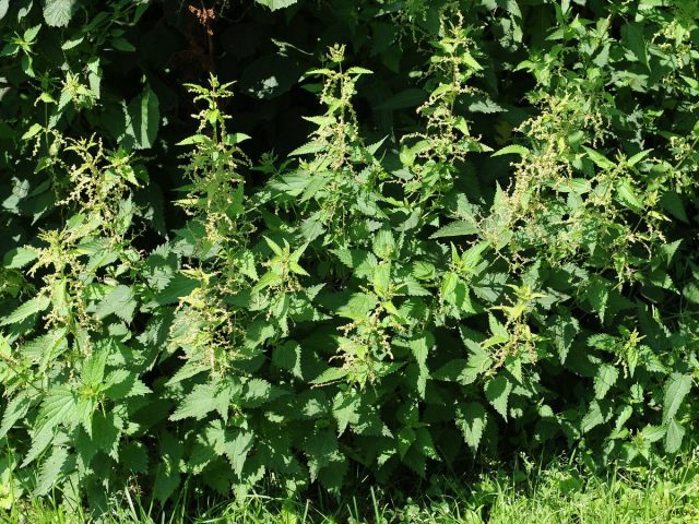 Крапива двудомная (Urtica dioica) Крапива двудомная (Urtica dioica)
