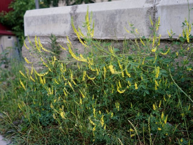Донник лекарственный (Melilotus officinalis) Донник лекарственный (Melilotus officinalis)