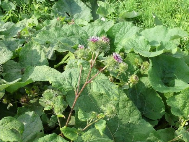 Лопух большой, или репейник (Arctium lappa) Лопух большой, или репейник (Arctium lappa)