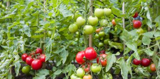 15 секретов выращивания томатов в открытом грунте