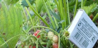 Самое главное клубника еще росла до глубокой осени и давала крупные плоды