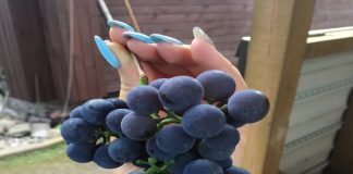 Обильный урожай Изабеллы на Северо-Западе