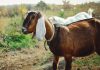 6 самых популярных восточных пород коз и особенности их содержания