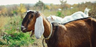 6 самых популярных восточных пород коз и особенности их содержания