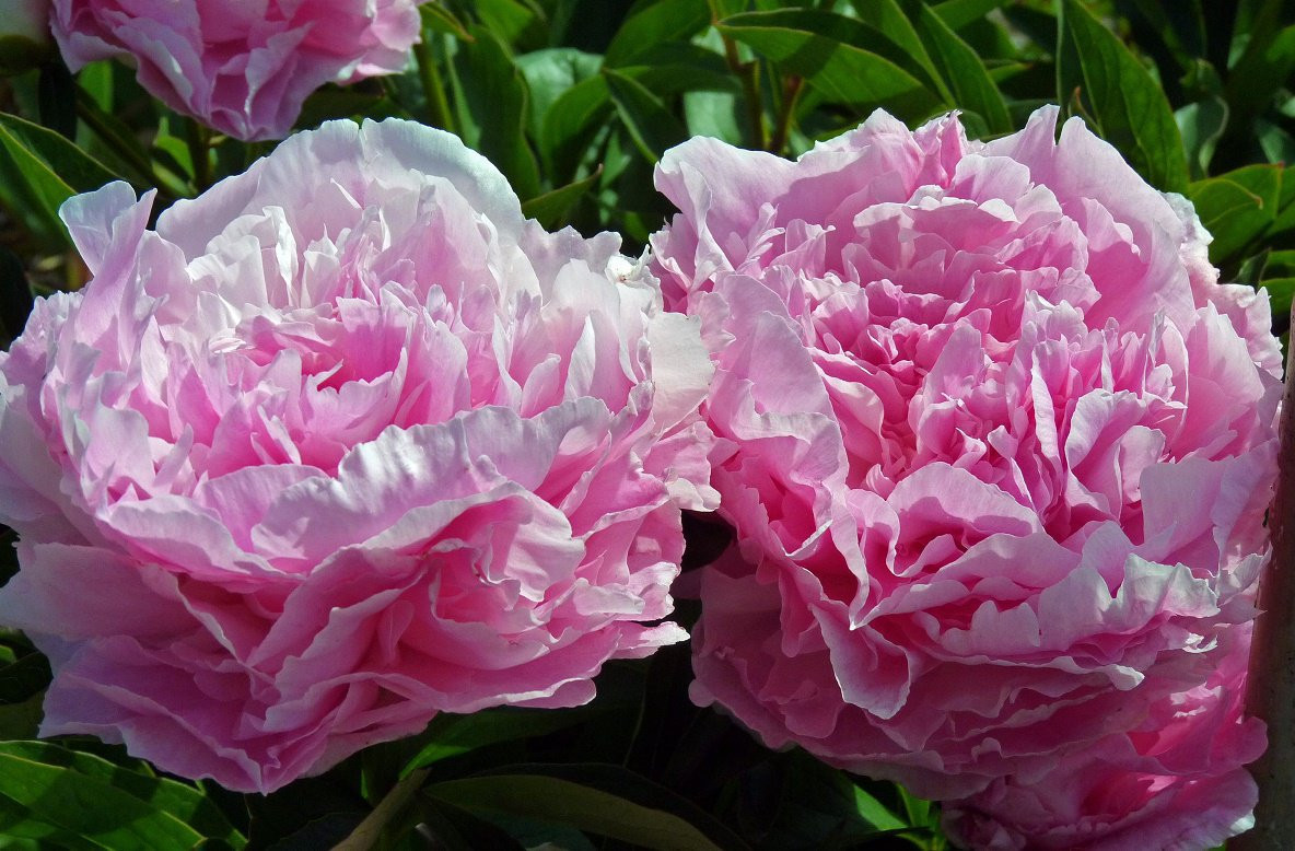 Пион молочноцветковый «Дрезден Пинк» (Paeonia lactiflora 'Dresden Pink')