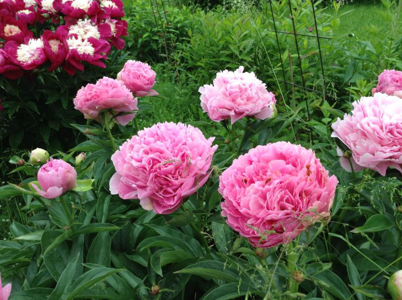 Пион молочноцветковый «Дрезден Пинк» (Paeonia lactiflora 'Dresden Pink')