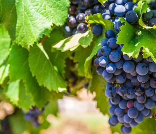 Как сажать виноград весной — правила для начинающих - Сад и огород Как сажать виноград весной — правила для начинающих